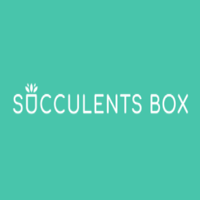 Succulents Box